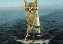 Katze surft.gif